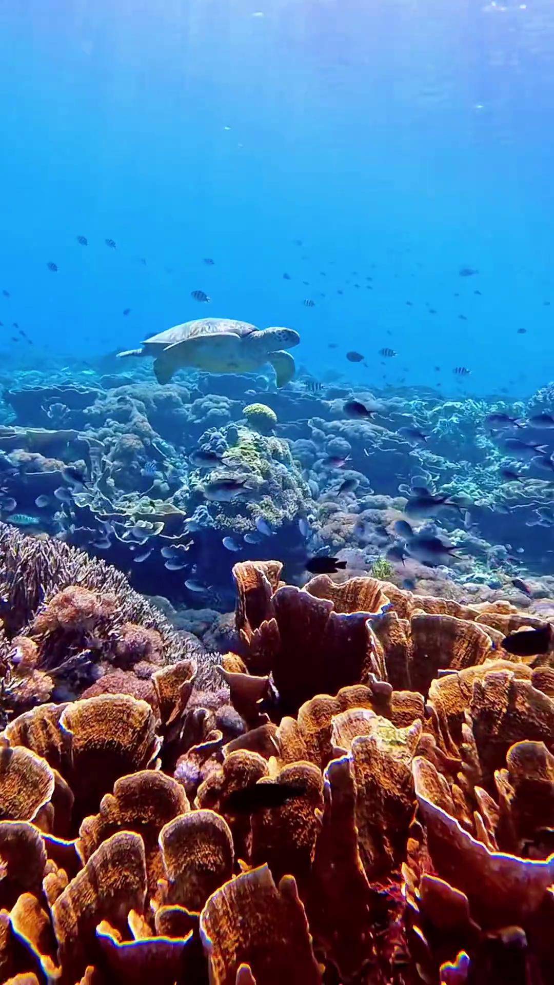 一起去看夢幻般的海底世界 珊瑚島與魚群！